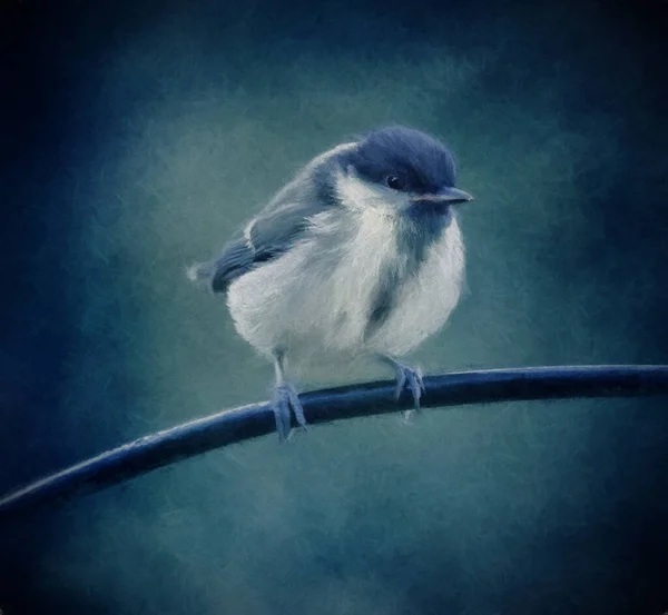 Baby Blue Tit Waiting Fed — Foto Stock