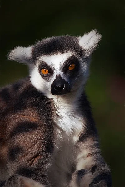 Ritratto Anello Lemure Coda Lemur Catta — Foto Stock
