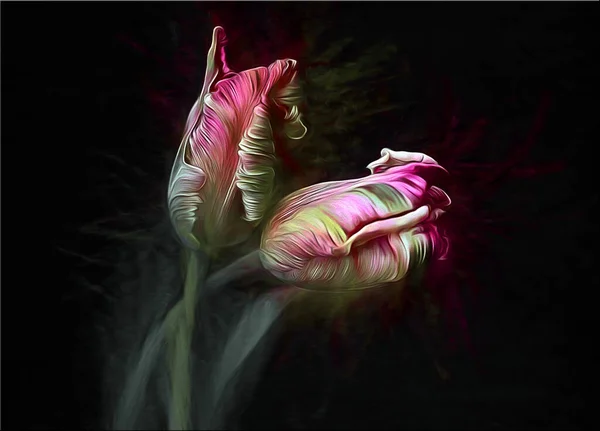 güzel Pembe Lale çiçek 