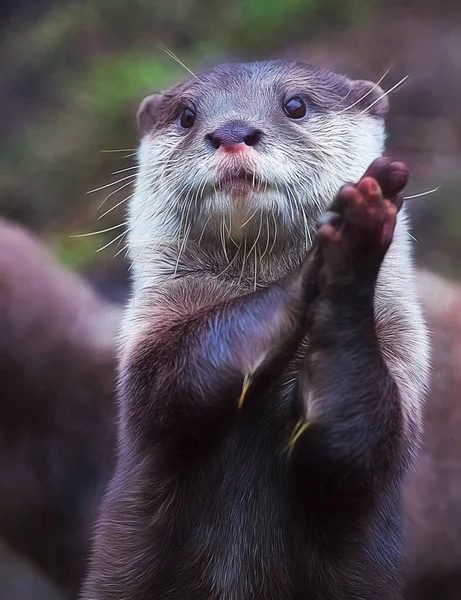 Volwassen Otter Kampioen — Stockfoto
