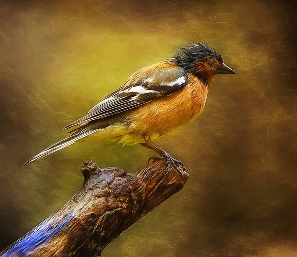Pájaro Bosque — Foto de Stock