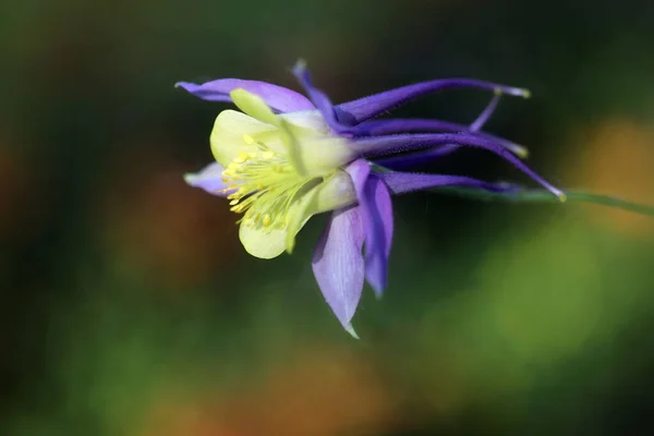 Schöne Blumen Auf Floralem Konzept Sommerkonzept Nahsicht — Stockfoto