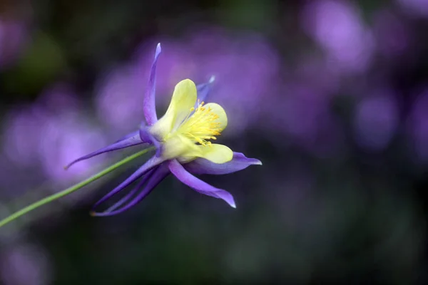 紫色の美しい夏の花 — ストック写真