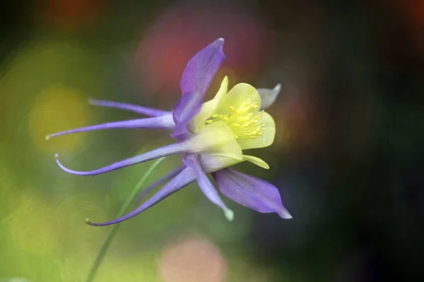 Ormanda güzel çiçekler 