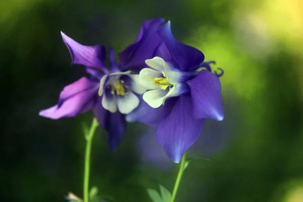Belas Flores Coloridas Brilhantes — Fotografia de Stock
