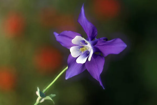 Nahaufnahme Von Schönen Blumen — Stockfoto