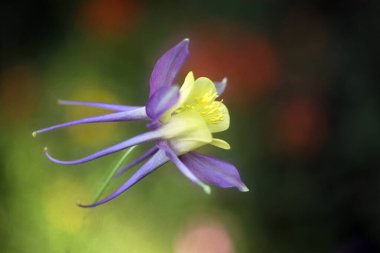 Güzel botanik fotoğrafı, doğal duvar kağıdı. 