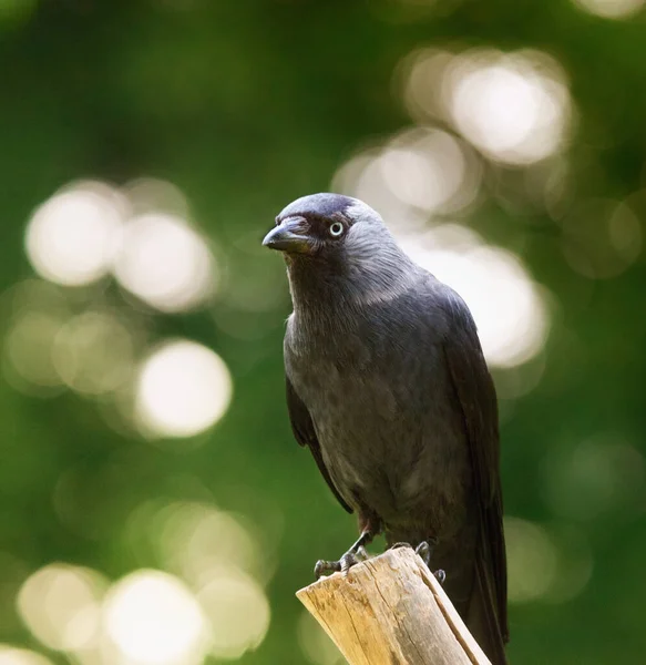 Black Crow Branch Garden — Stock Photo, Image