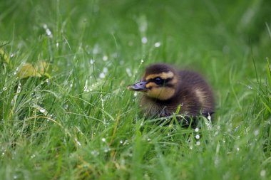 Doğada küçük bir ördek yavrusu 