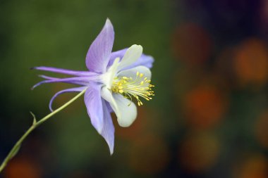 Güzel botanik fotoğrafı, doğal duvar kağıdı. 