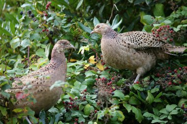 Doğadaki güzel kuşun manzarası 