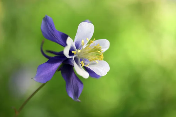 Закрытый Вид Красивый Цветущий Цветок — стоковое фото