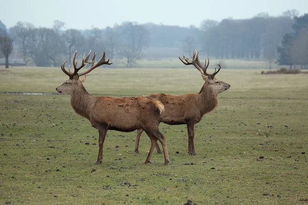 red stag with big horns, ruelus ruus, stag