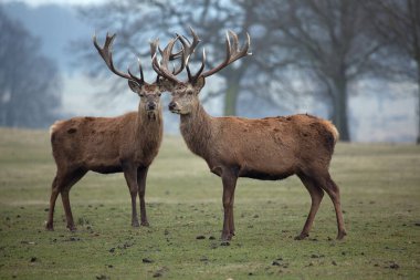 Kırmızı Geyik, Cervus Elaphus 
