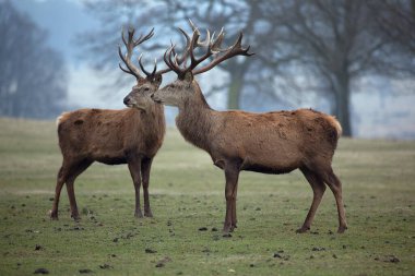 Ormanda boynuzlu kırmızı geyik. 