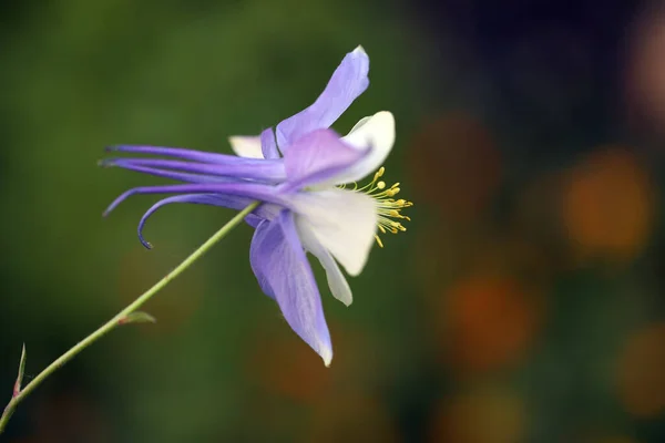 青と白の花のクローズ アップ — ストック写真