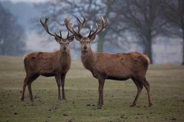 Kızıl geyik (cervus elaphus ) 