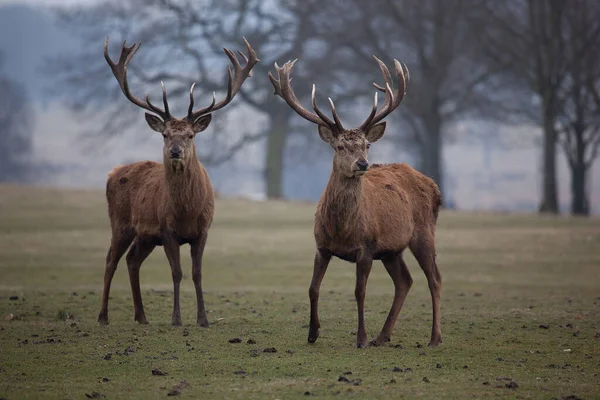 Gündüz vakti kırmızı geyik 