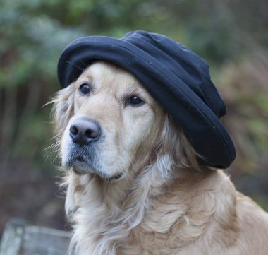 Siyah labrador köpeği şapka ve ceket giyiyor. 