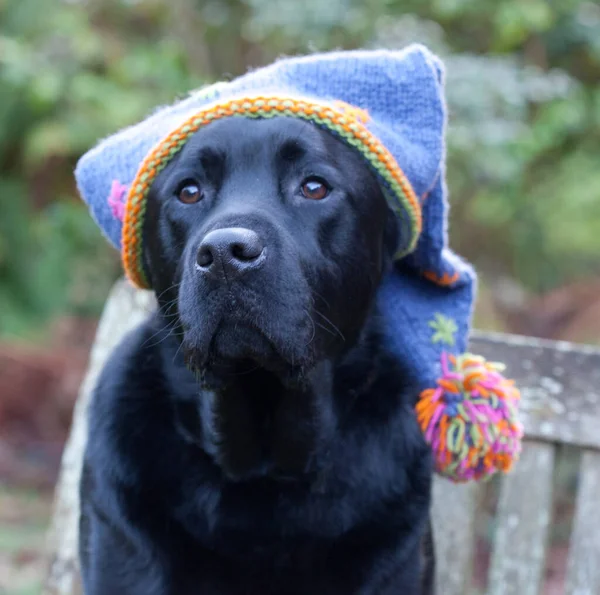 Rassehund Schwarzer Labrador Mit Hut — Stockfoto