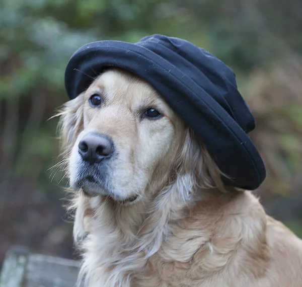 Czarny Pies Labrador Kapeluszu Kurtce — Zdjęcie stockowe