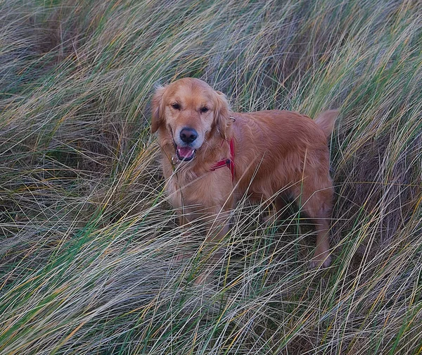 Golden Retriever Hund Gras — Stockfoto
