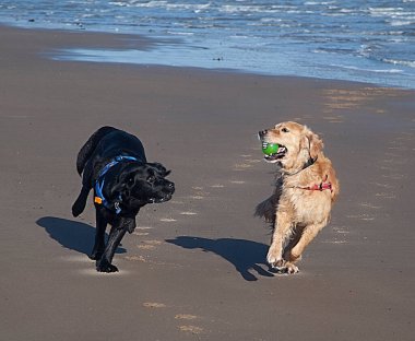 Labrador Retriever köpeği plajda topla oynuyor. 