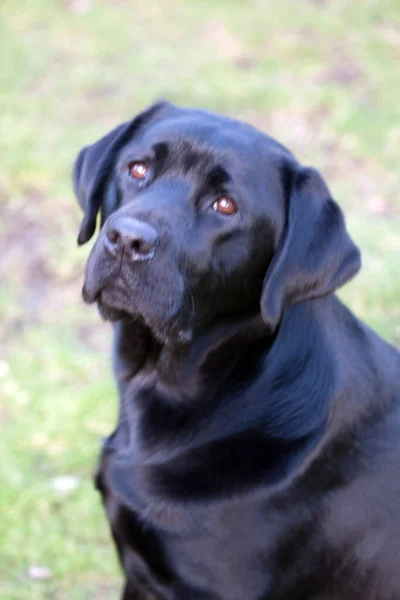 Σκυλί Μαύρο Λαμπραντόρ Ριτρίβερ Στον Κήπο — Φωτογραφία Αρχείου