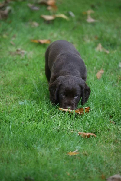 Labrador Retriever Welpe Spielt Herbst Garten — Stockfoto