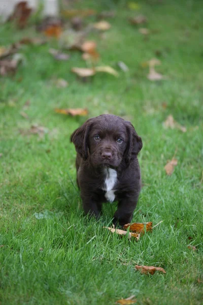 a puppy of a chocolate labrador retriever in an autumn garden