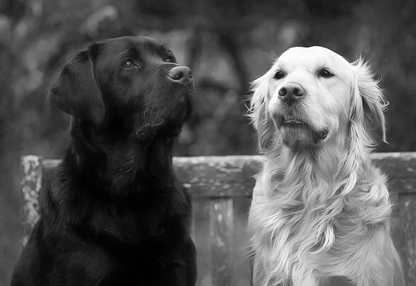Schwarz Weiß Foto Von Zwei Hunden — Stockfoto