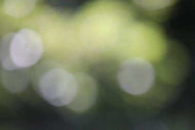 soyut bulanık yeşil bokeh arkaplanı 