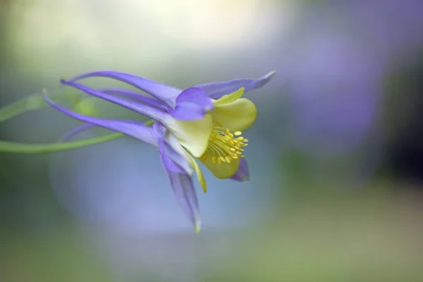Güzel botanik fotoğrafı, doğal duvar kağıdı. 