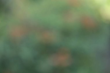 Bulanık yeşil yapraklar, arkaplan 