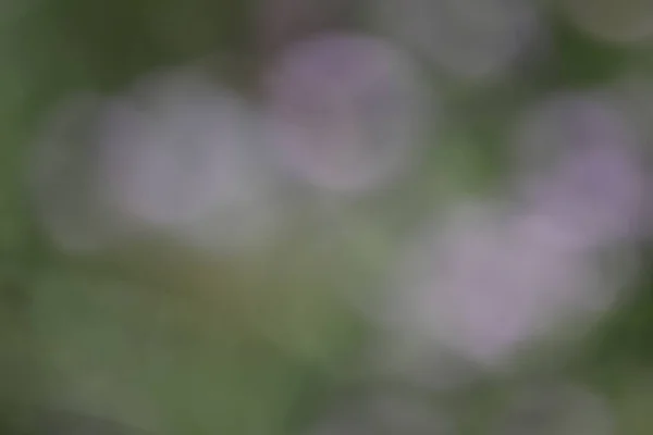 Verschwommener Bokeh Hintergrund Der Grünen Blätter — Stockfoto