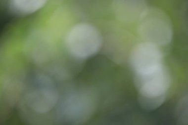 Yeşil bulanık arka plan 