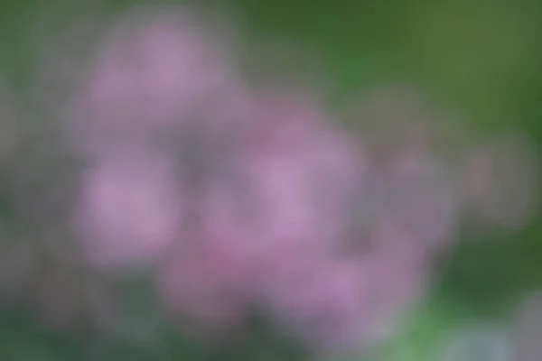 ぼやけた効果のある庭のぼやけた花の抽象的な背景 — ストック写真