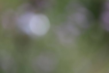 Bulanık doğa geçmişi. soyut bokeh efekti. 