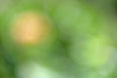 Bulanık bokeh arkaplan, yeşil yapraklar, bulanık arkaplan. yeşil yaprak bokeh, bulanık arkaplan 