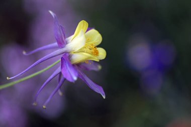 bir süsen çiçeğinin bahçedeki güzel çiçeği 