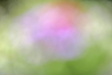 Bulanık çiçekler, renkli arkaplan 