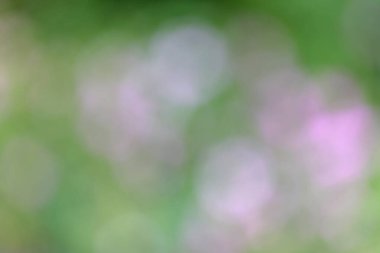 Doğanın odaklanmış bulanık arkaplanı