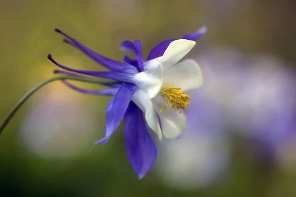 Bahçedeki mavi çiçeğin dikey görüntüsü.