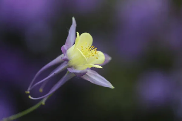 Vue Rapprochée Belle Fleur Violette Dans Jardin — Photo
