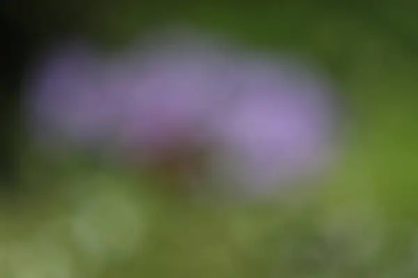 Çiçeklerin Bulanık Arkaplanı — Stok fotoğraf
