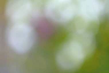 yeşil renk arka plan bulanık