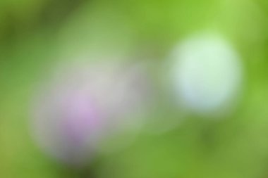 Bahçedeki çiçeklerden bulanık