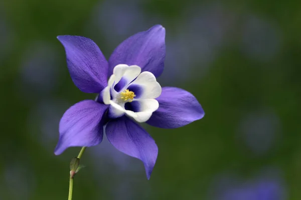 Красивый Фиолетовый Цветок Саду — стоковое фото
