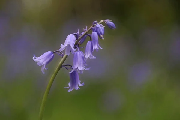 Close Bluebell Flower Forest — Stock Photo, Image