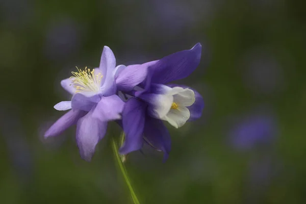 Närbild Fantastiska Färgglada Blommande Blomma — Stockfoto